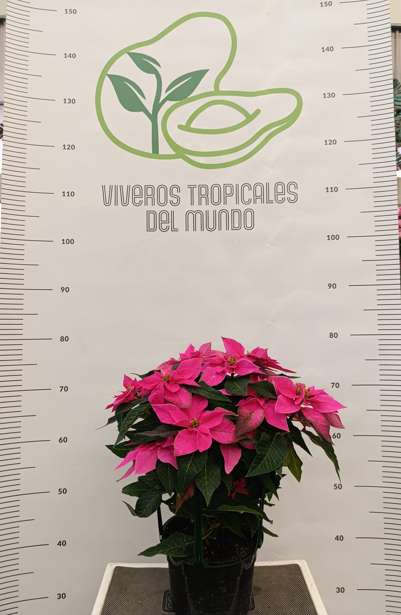 flor de pascua rosa