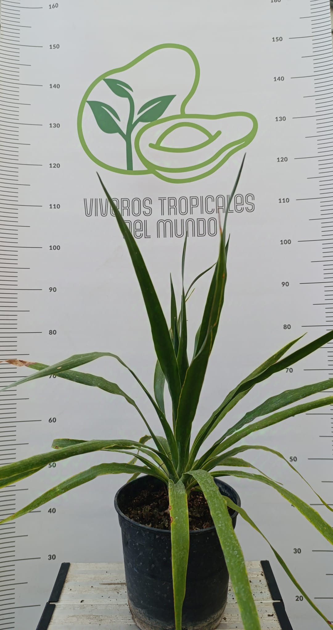 Comprar palmera Draco