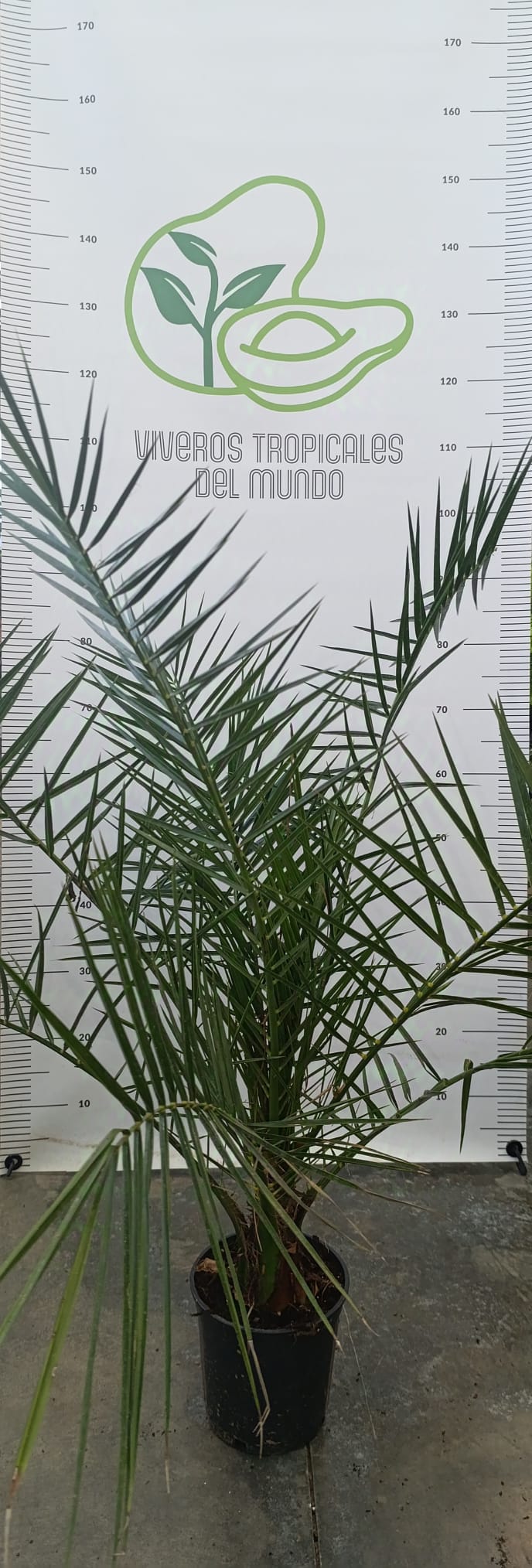 Comprar palmera phohenix canariense