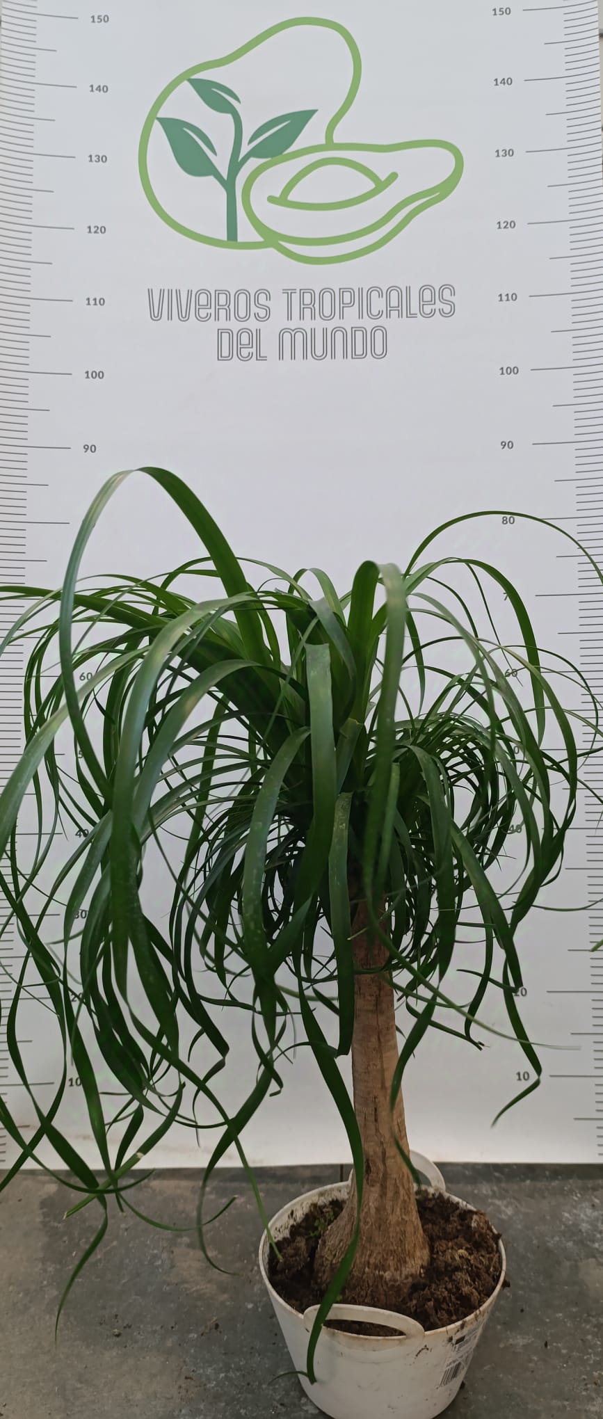 Beaucarnea Recurvata Tarrina