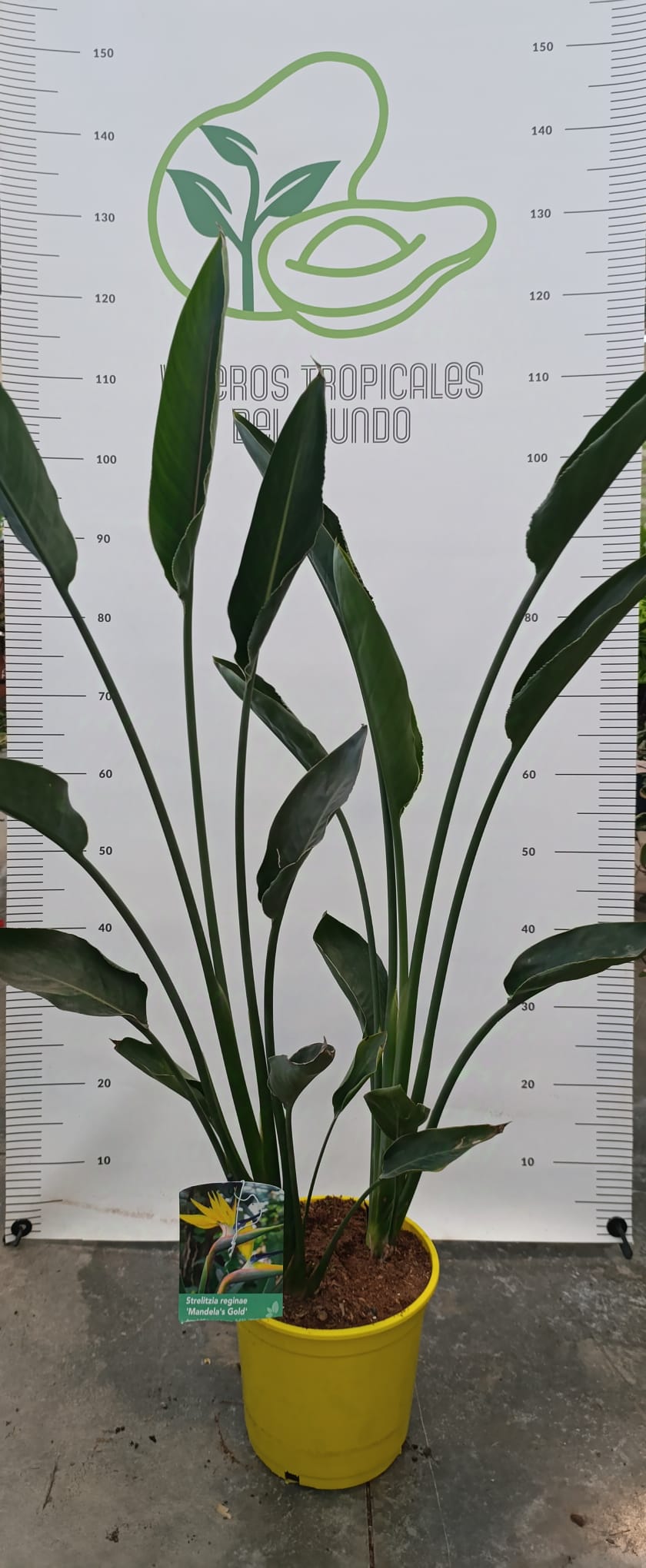 Strelitzia Reginae