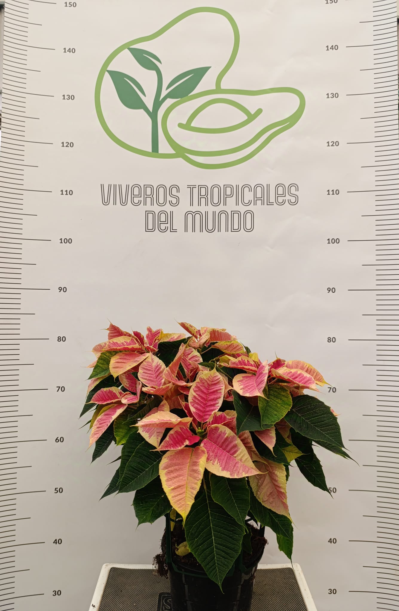 Flor de Pascua