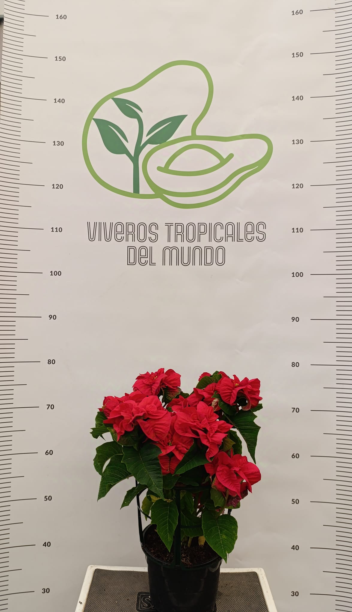 Flor de Pascua