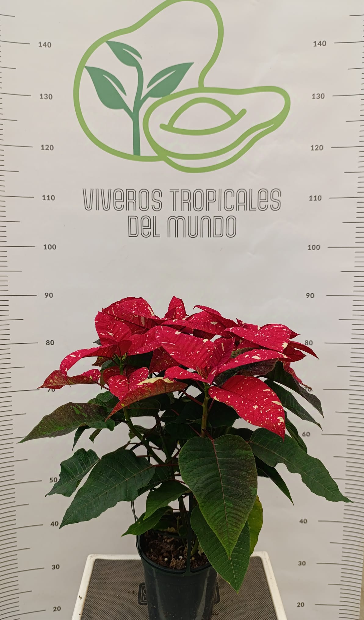 Comprar planta Flor de Pascua