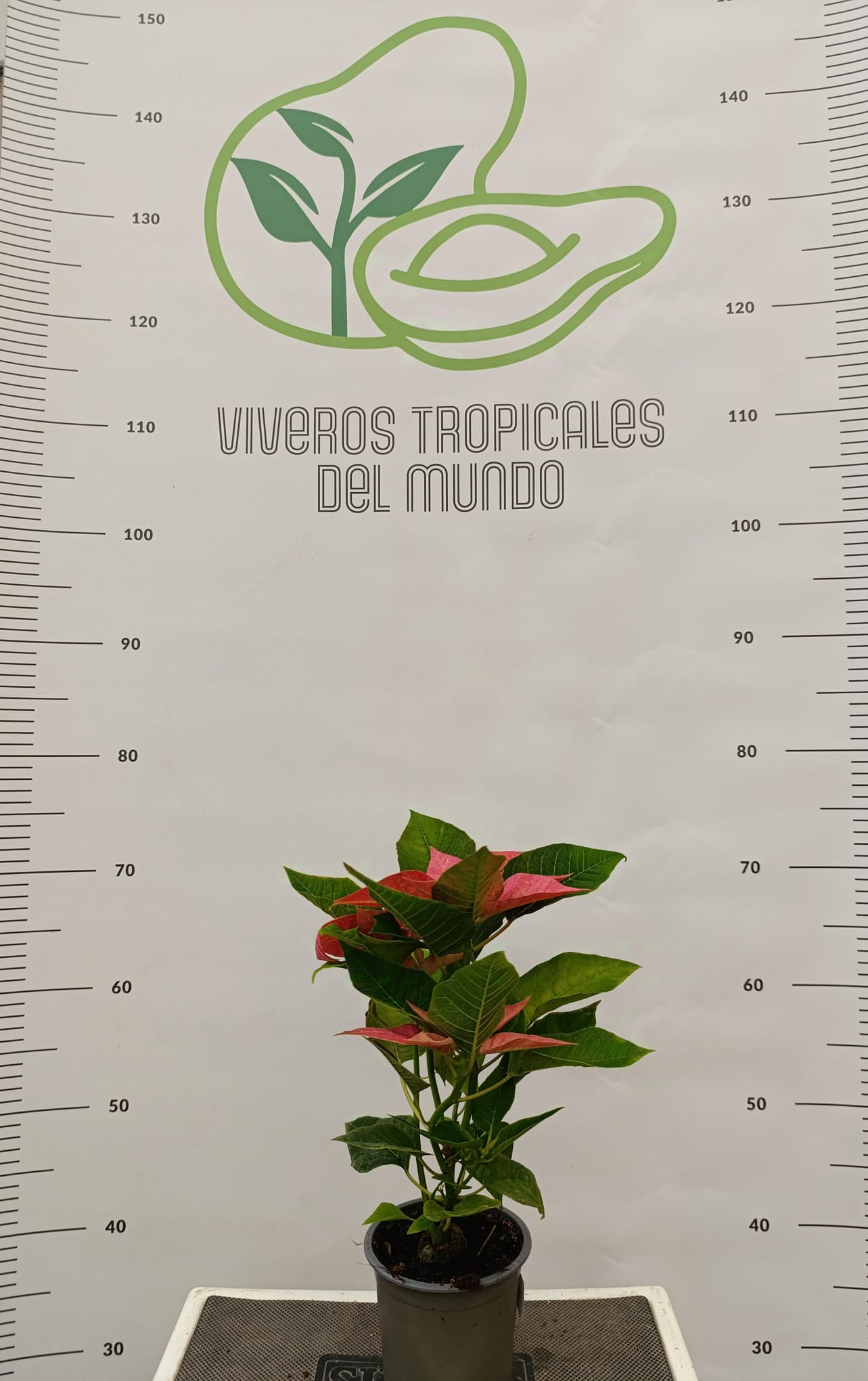 comprar planta flor de pascua