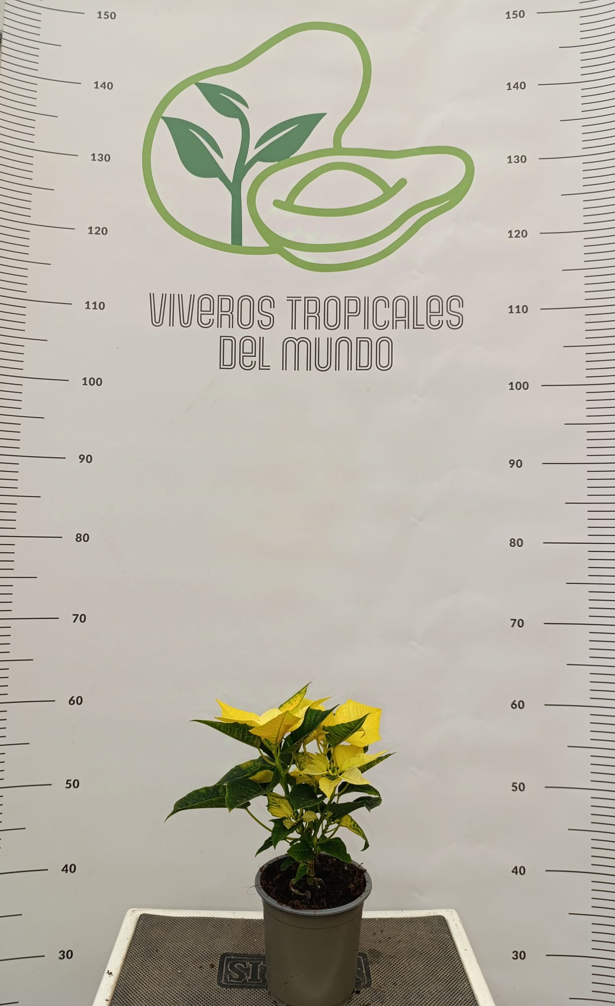 Comprar Flor de pascua