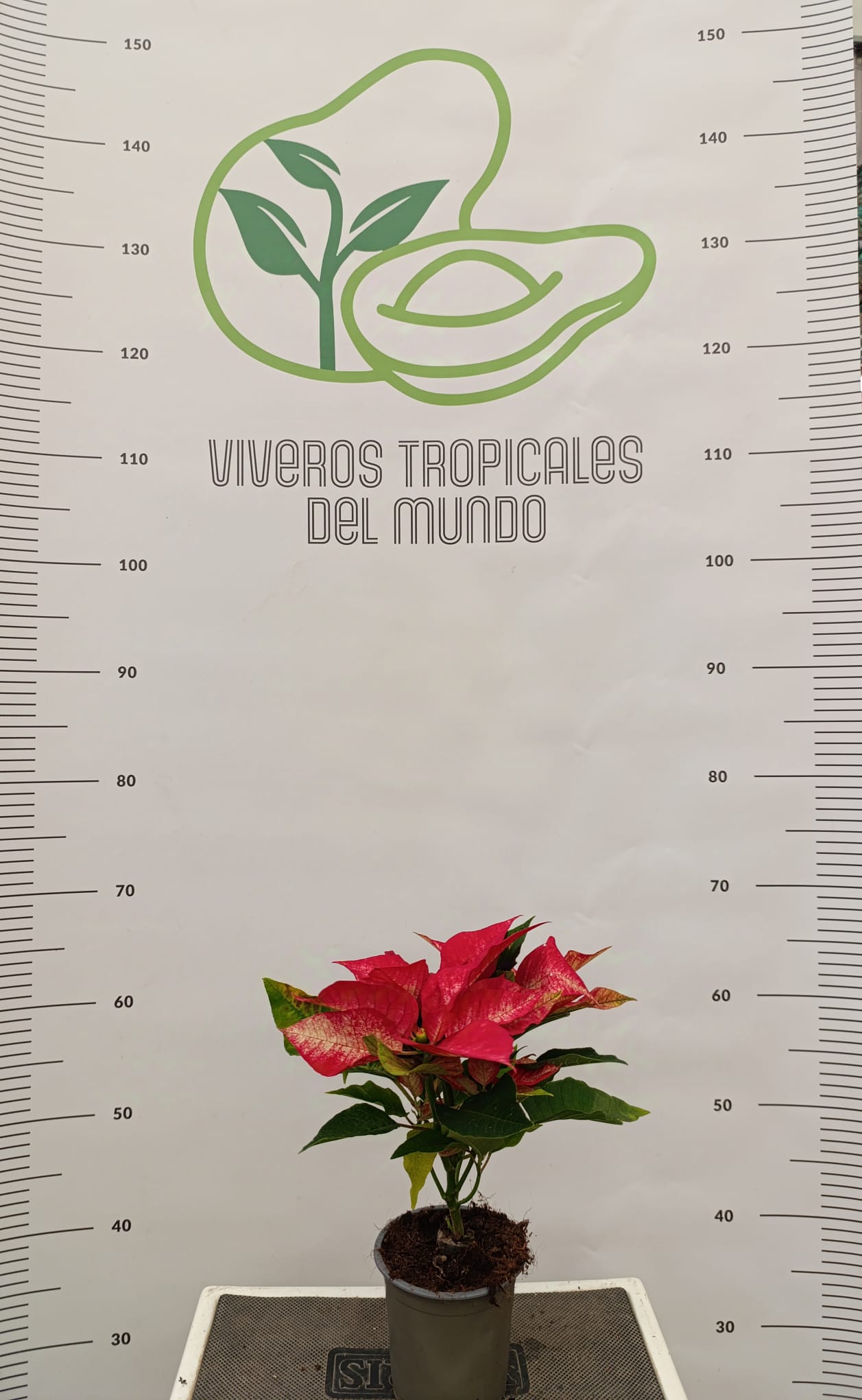 Comprar Flor de Pascua