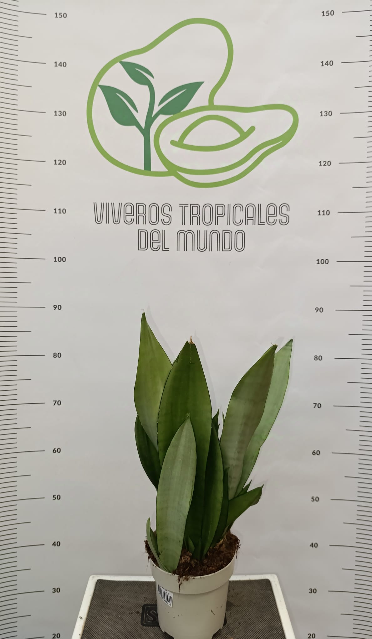 Comprar Plantas Sansevieria