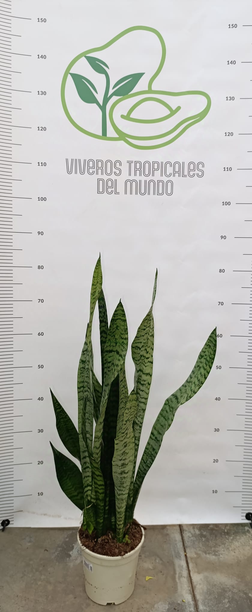 Comprar Planta de Sansevieria