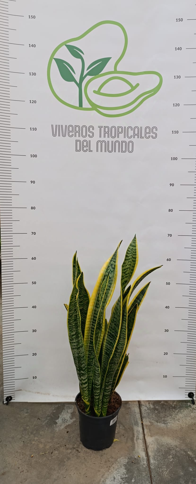 Comprar Planta de sansevieria