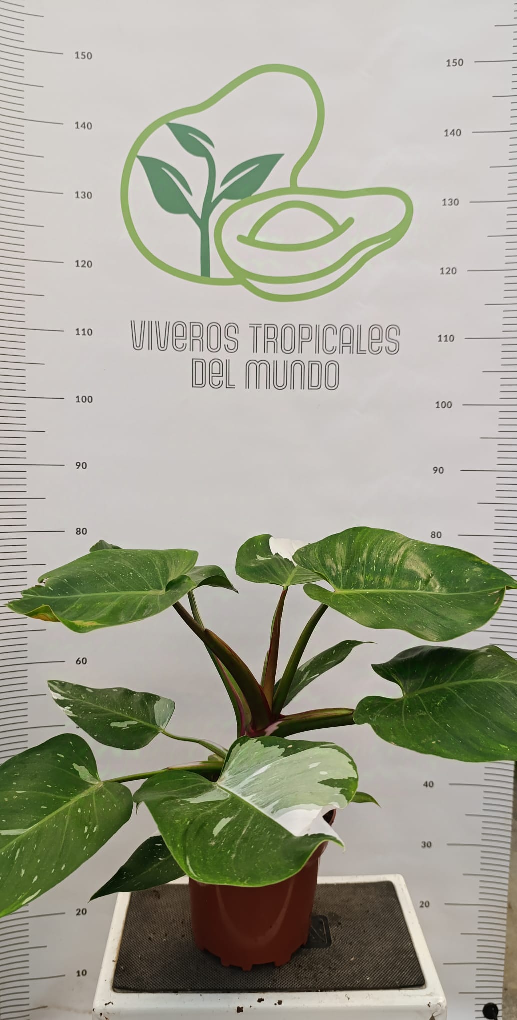 Comprar Planta Philodendro Blanco