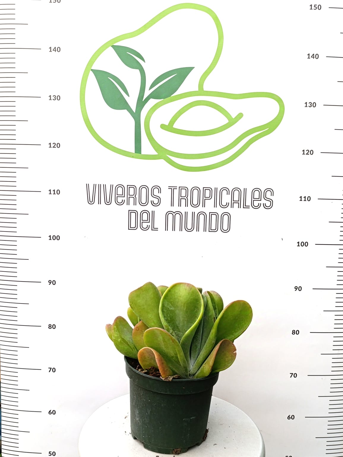 comprar Kalanchoe Thyrsiflora