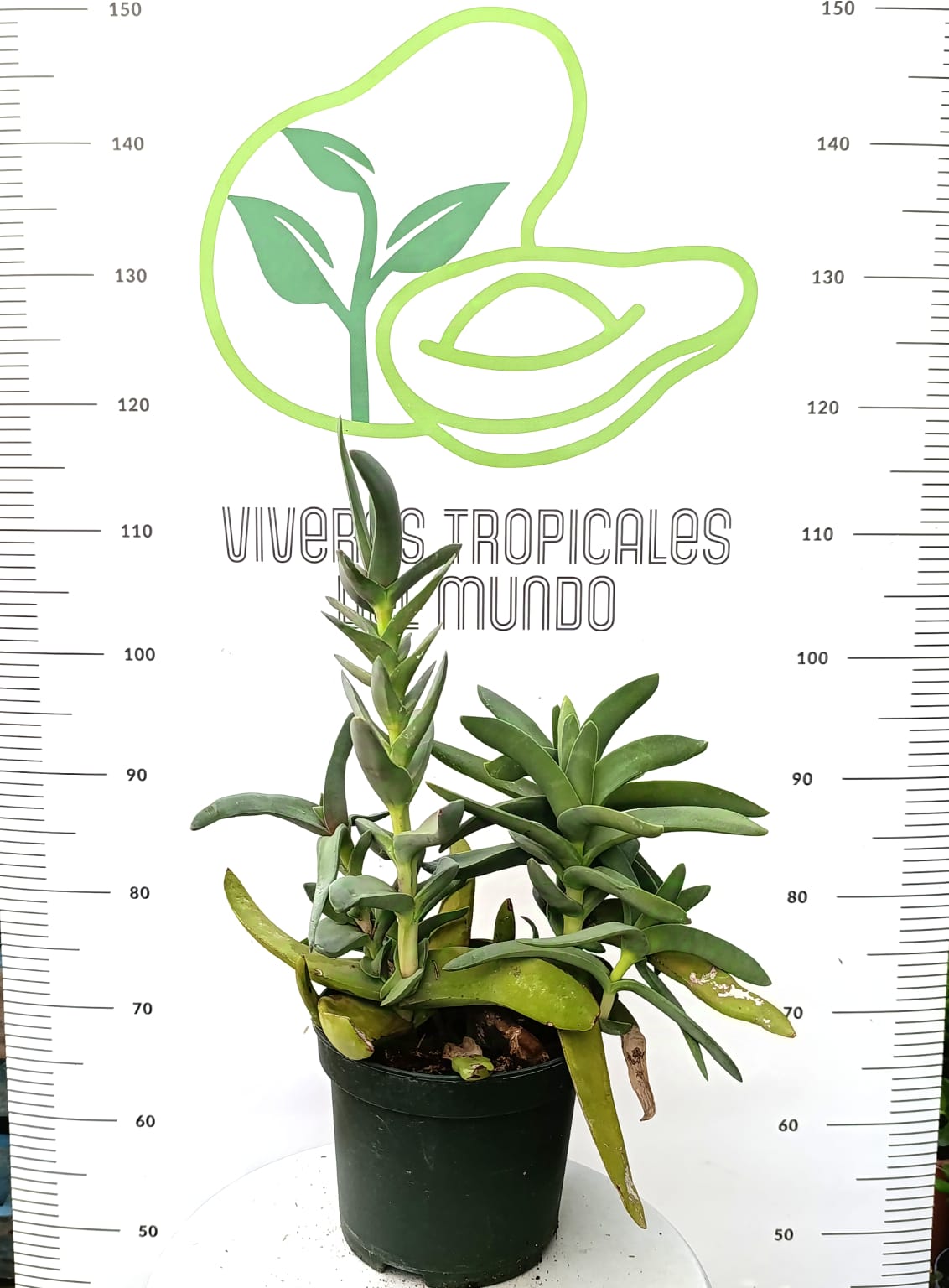 Comprar Crassula Tetragona