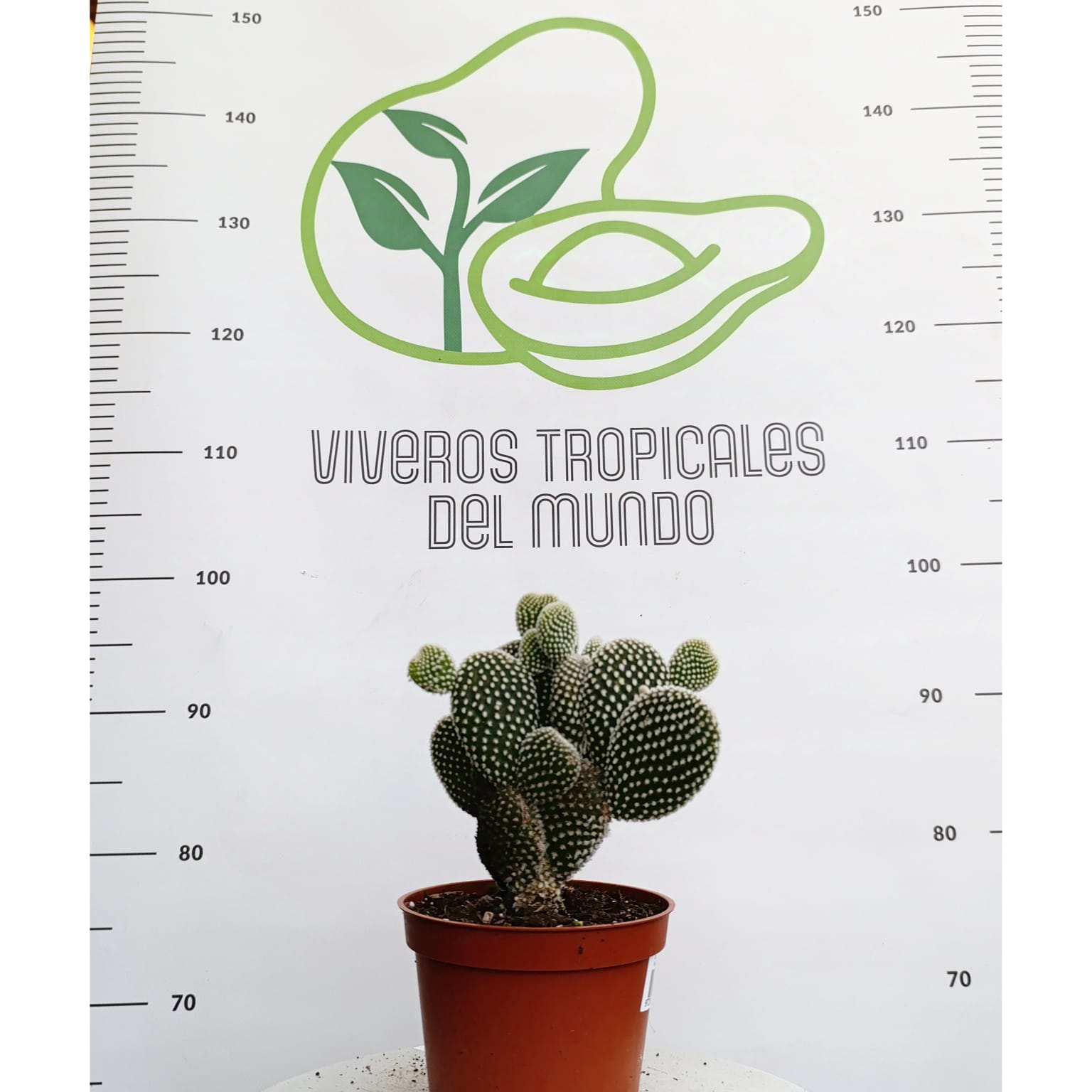 Comprar Opuntia microdasys