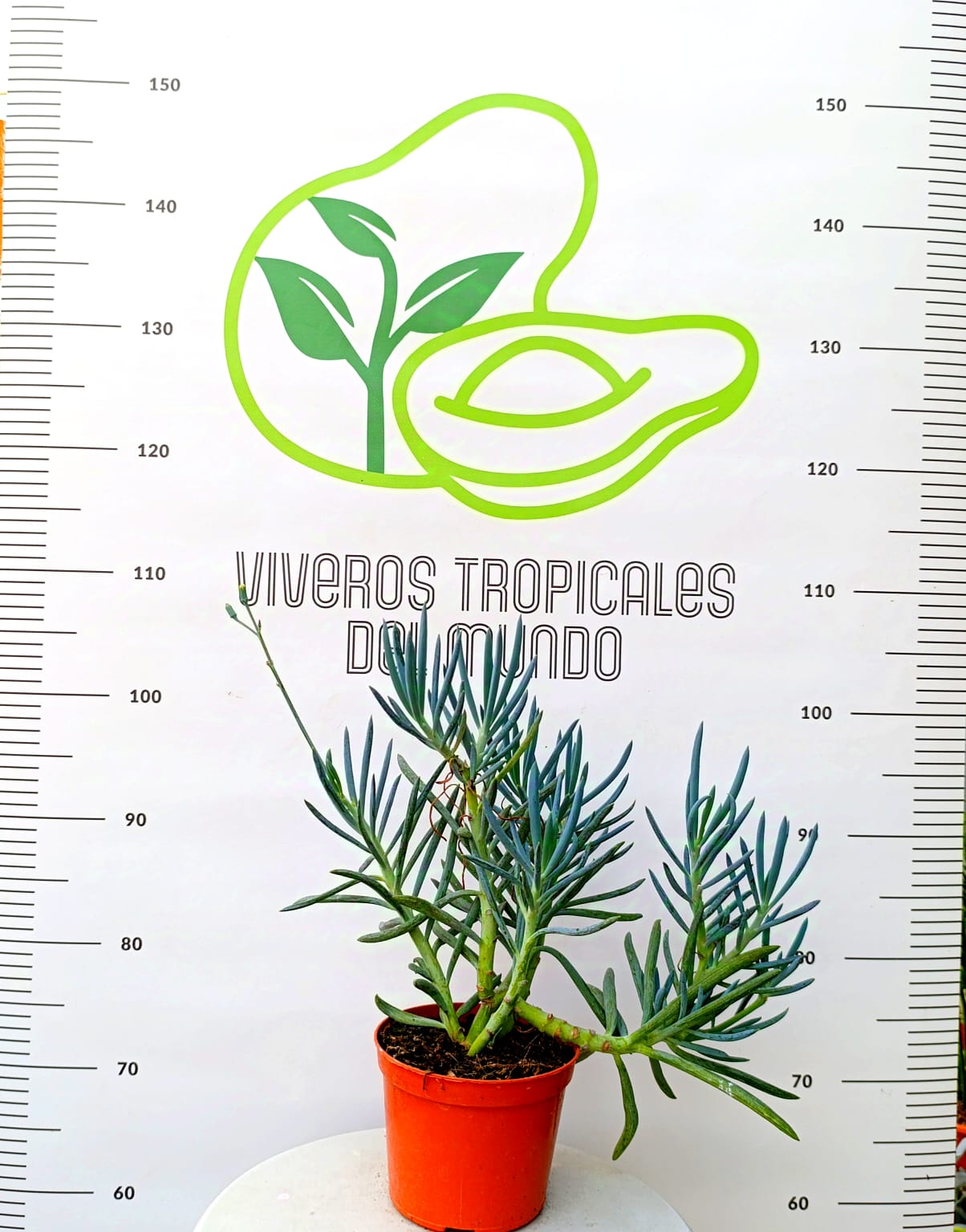 Comprar planta crasa senecio mandraliscae