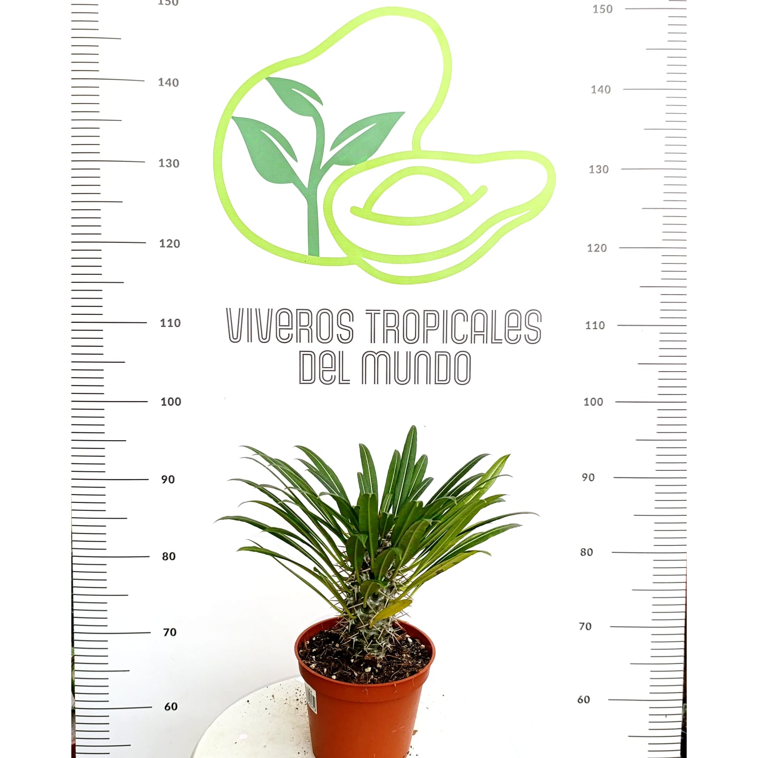 Comprar planta pachypodium lamerei