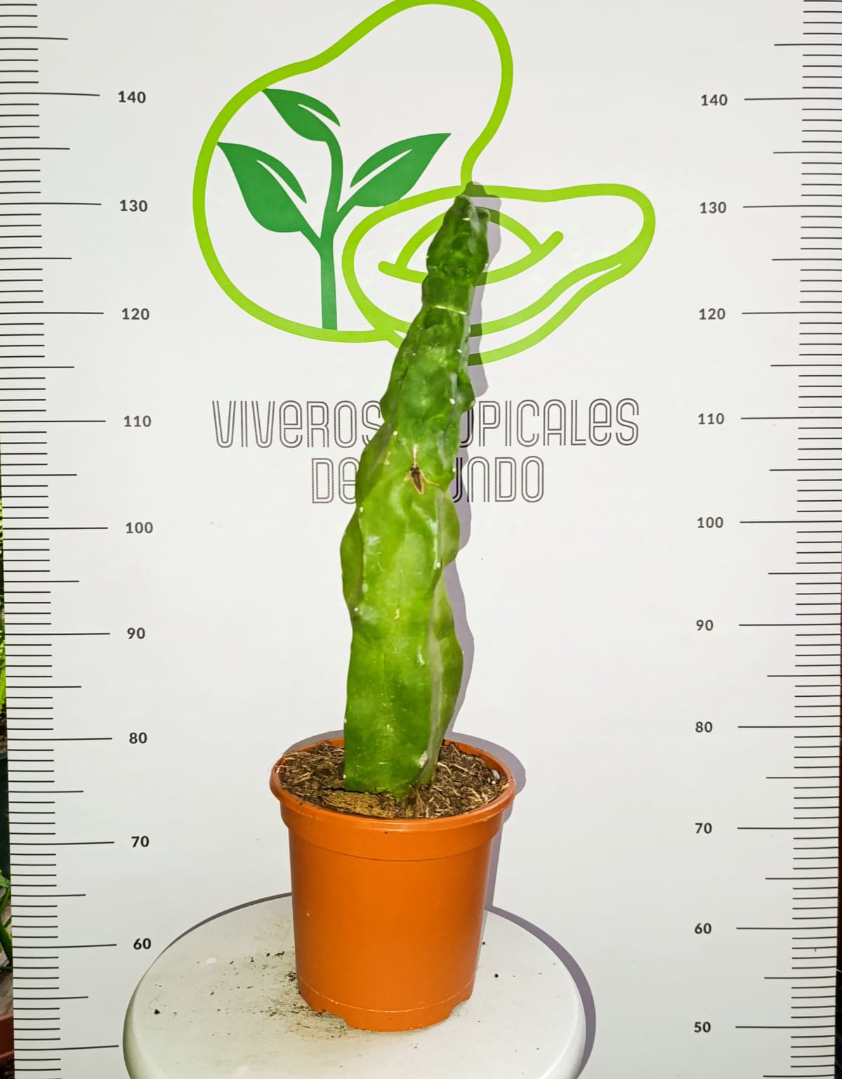 Comprar lophocereus schottii